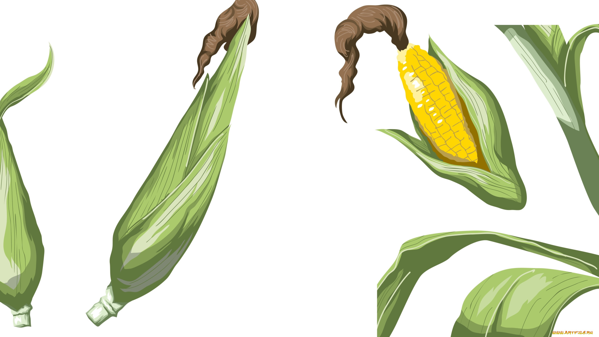векторная, графика, другое, , other, фон, кукуруза