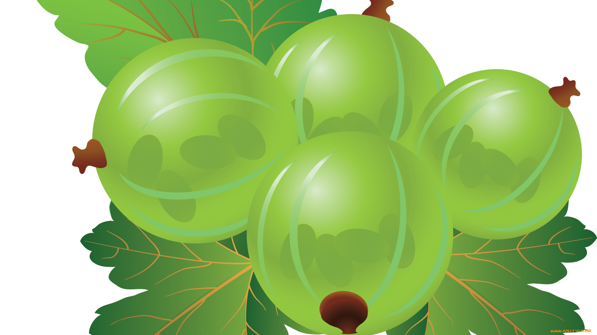 векторная, графика, еда, , food, крыжовник, листья, ягоды