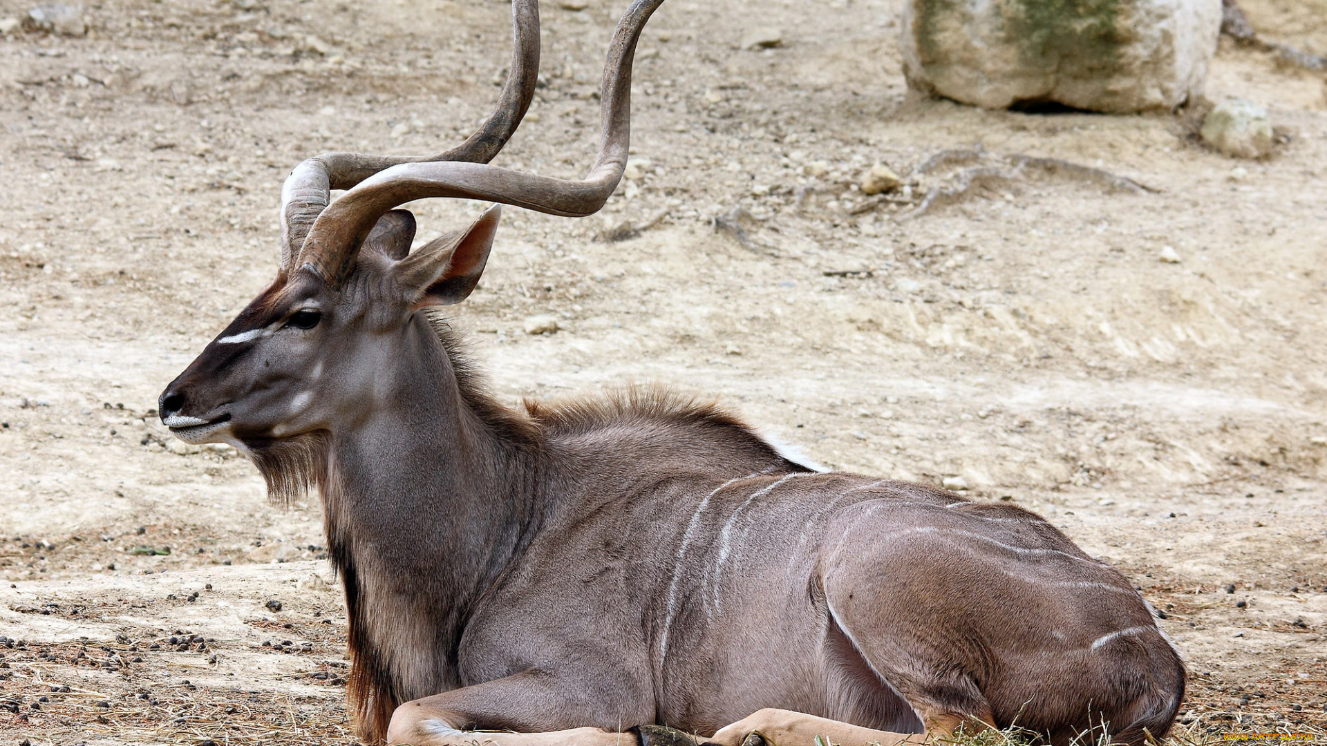 животные, антилопы, антилопа