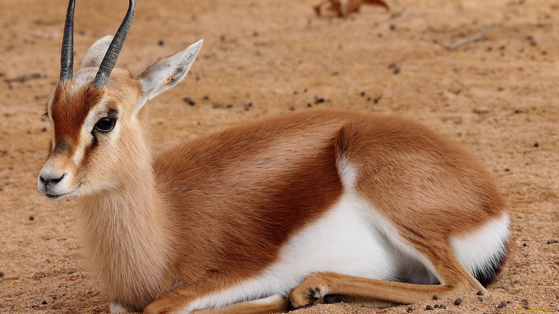 животные, антилопы, антилопа