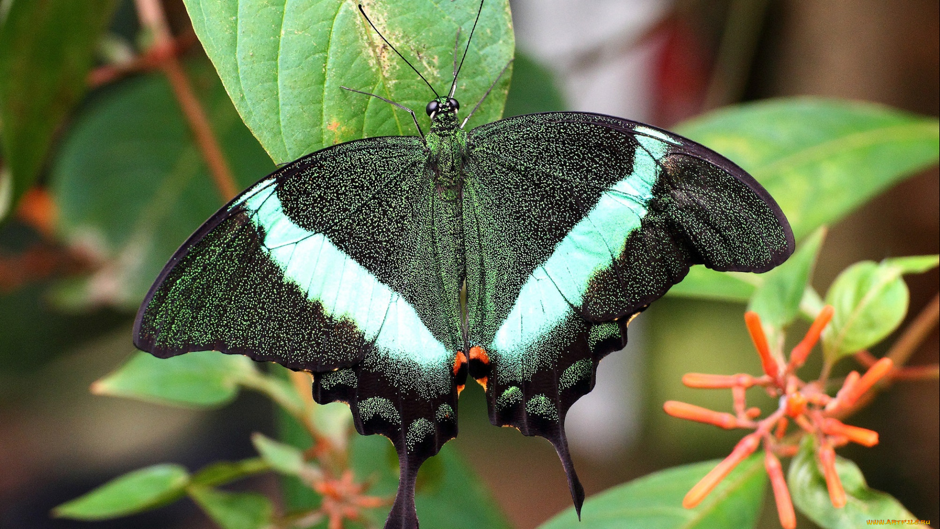животные, бабочки, , мотыльки, , моли, бабочка