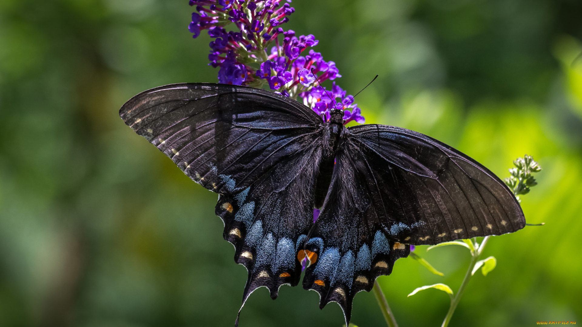 животные, бабочки, , мотыльки, , моли, бабочка, насекомое, будвея, цветок, красавица, крылья