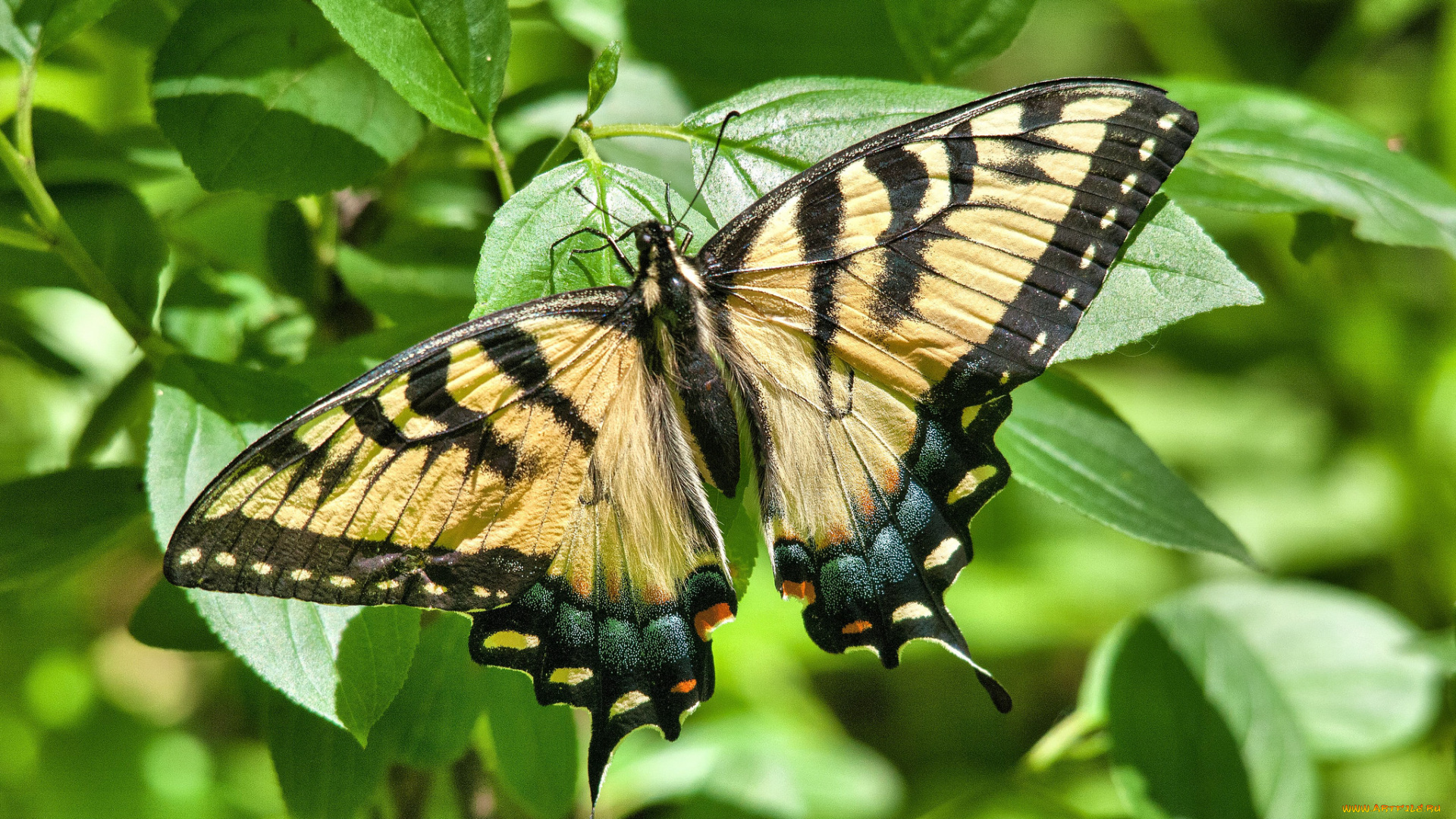животные, бабочки, , мотыльки, , моли, бабочка