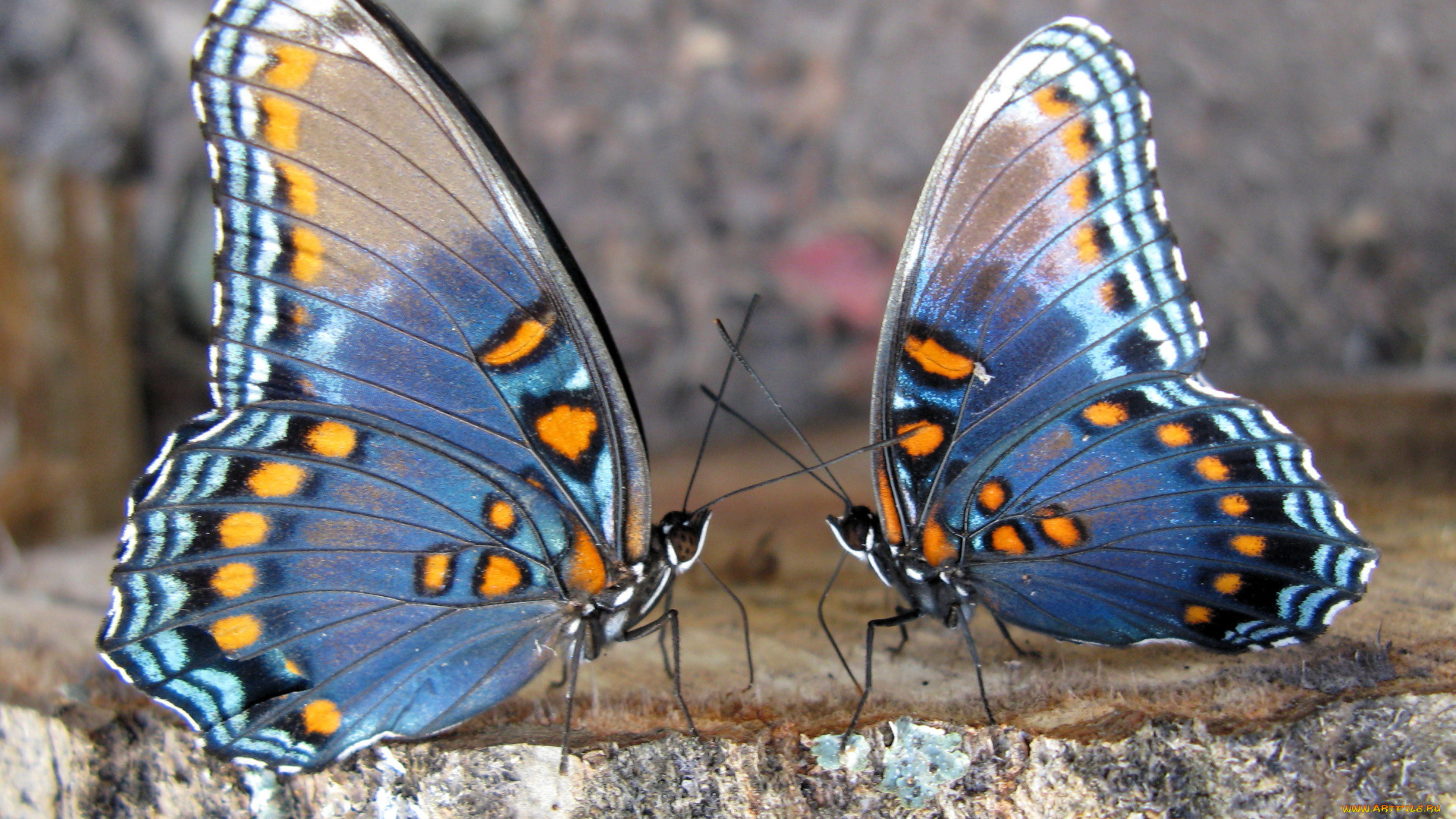 животные, бабочки, , мотыльки, , моли, камень, симметрия, две