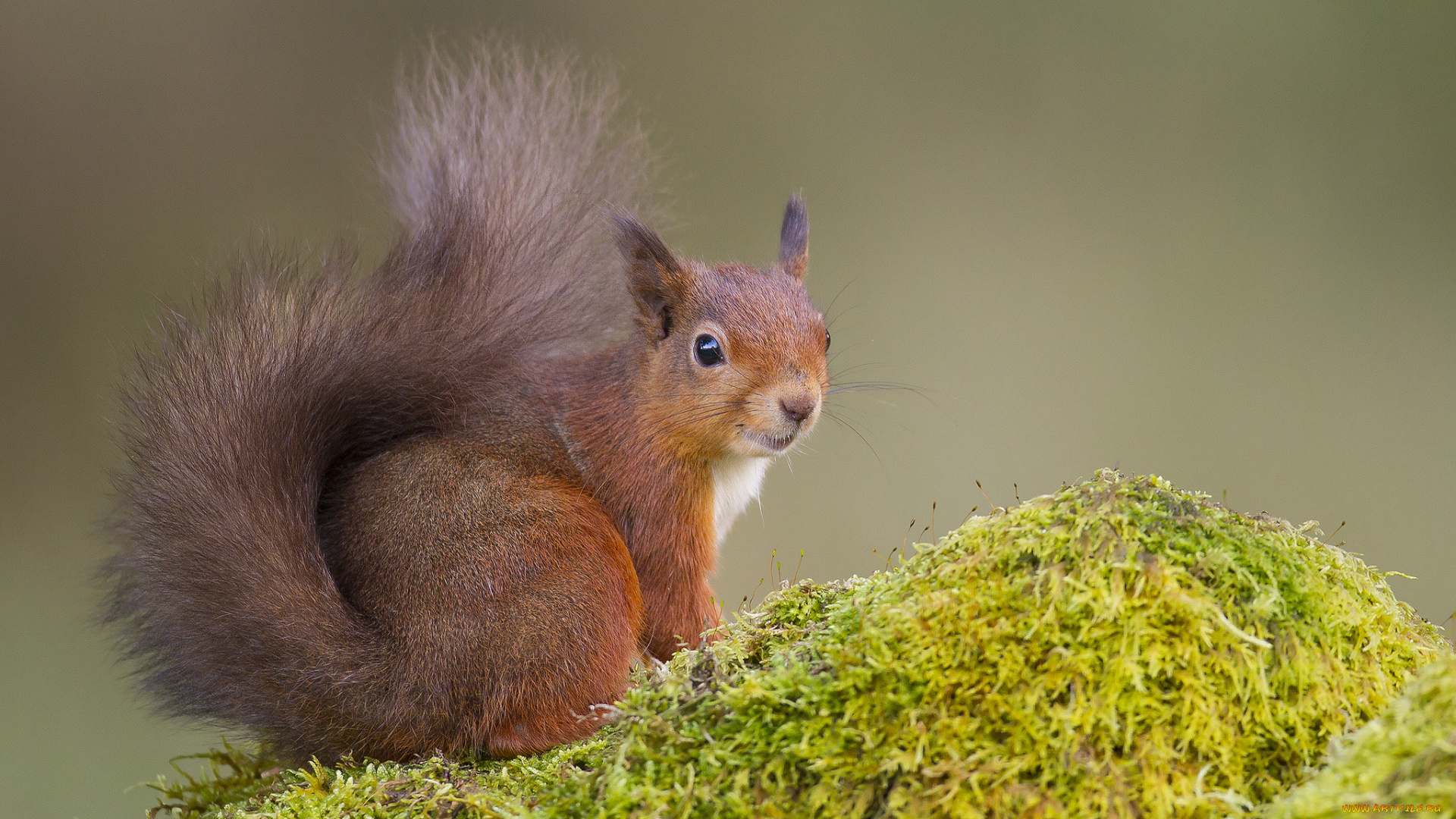 животные, белки, белка