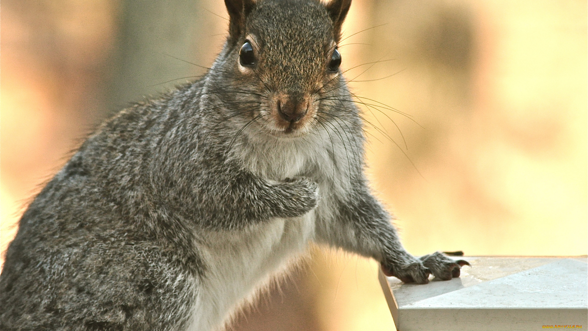 животные, белки, фон, серая, портрет, белка
