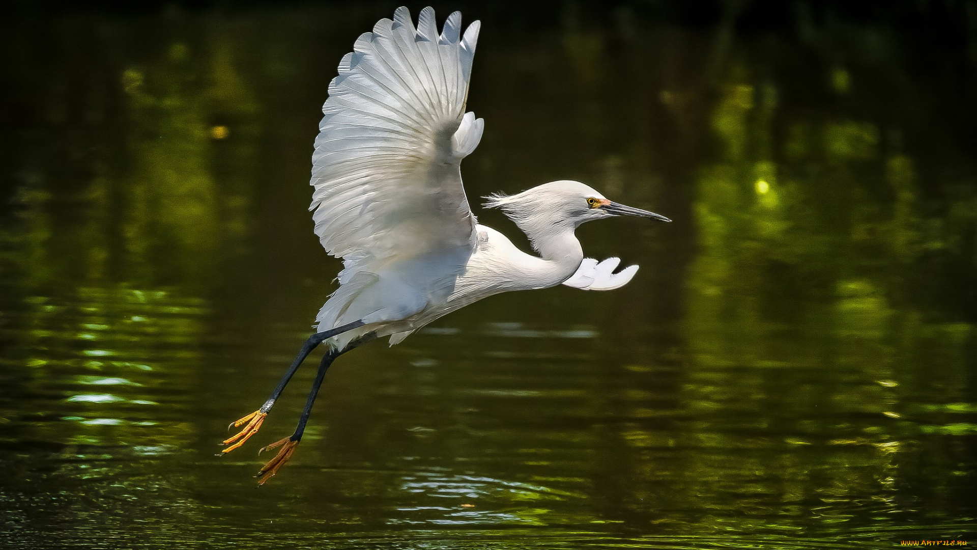 животные, цапли, , выпи, цапля, белая