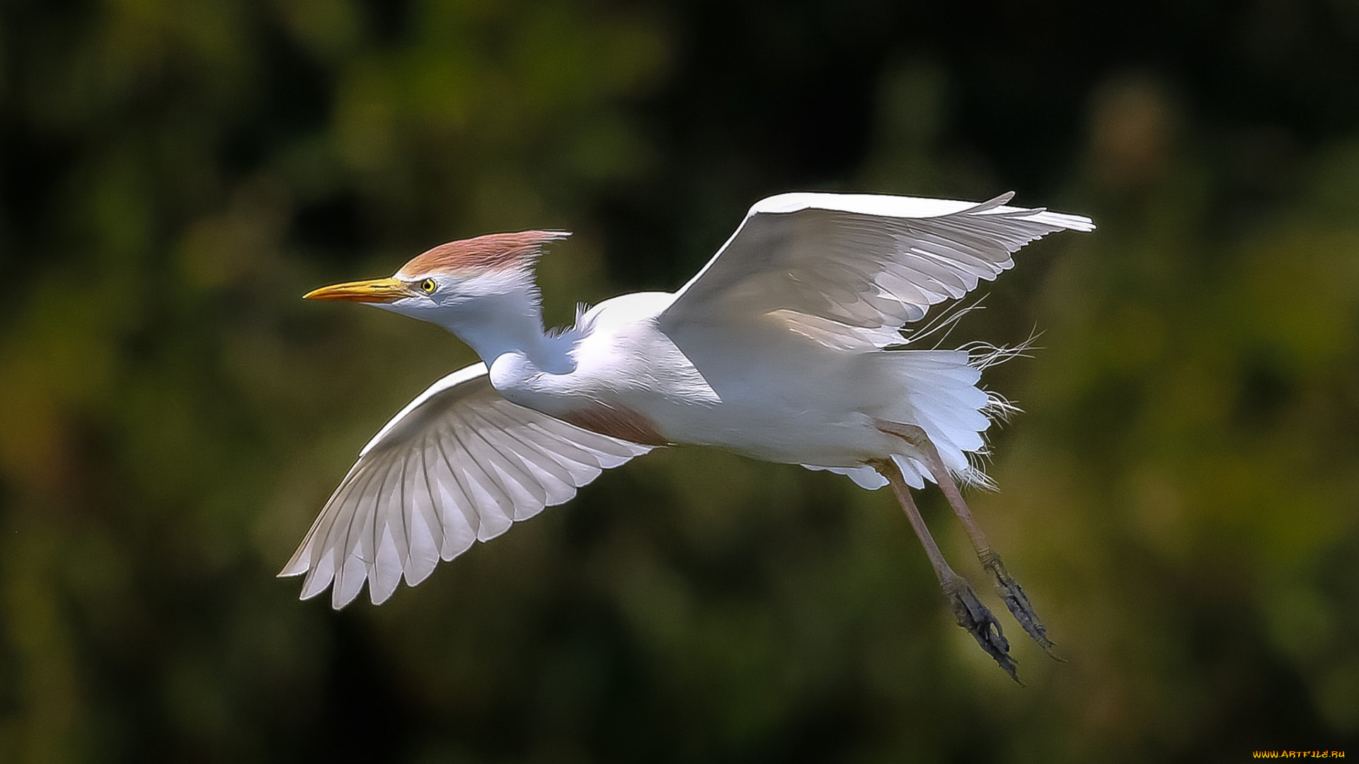 животные, цапли, , выпи, цапля, белая