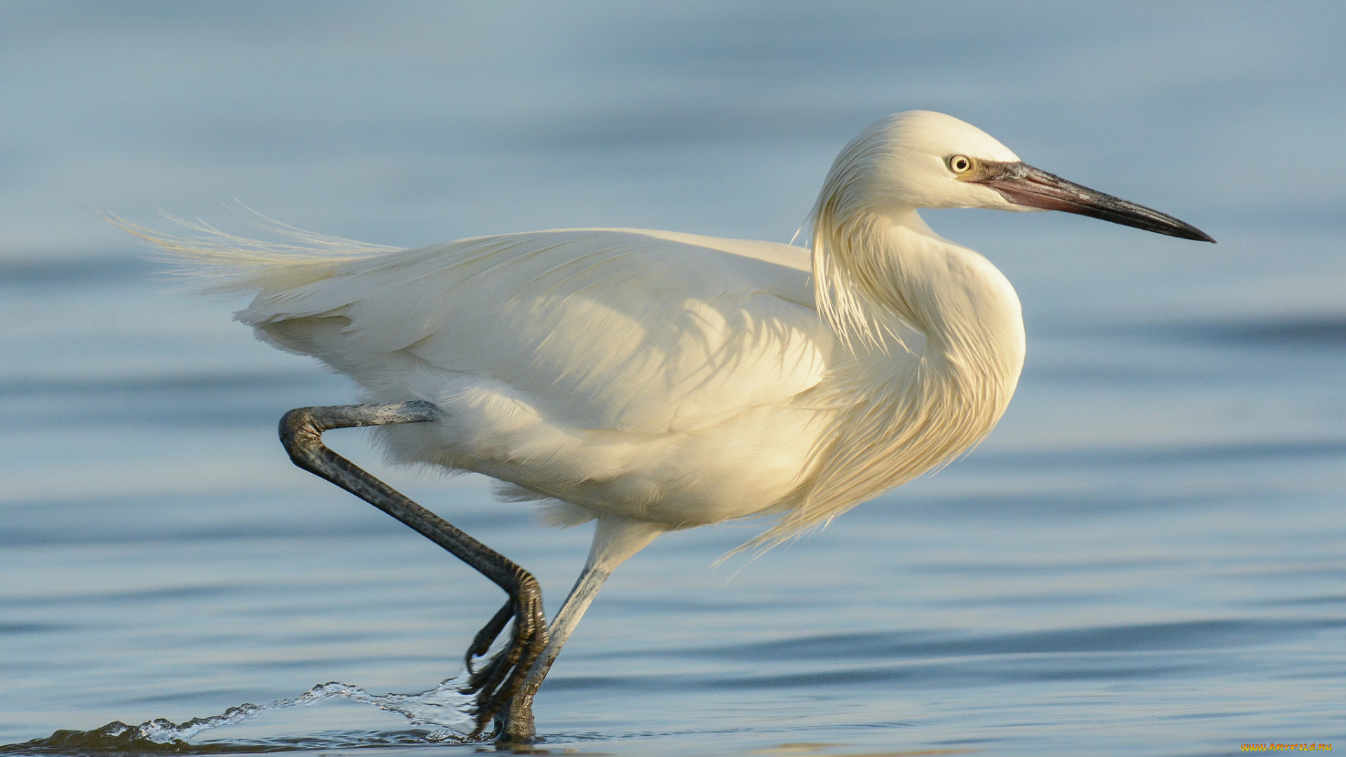 животные, цапли, , выпи, цапля, белая