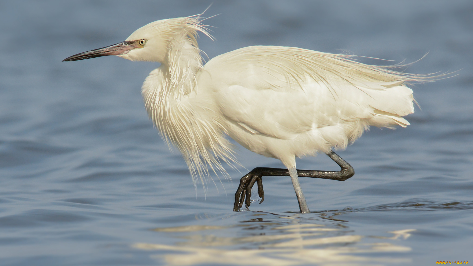 животные, цапли, , выпи, цапля, белая