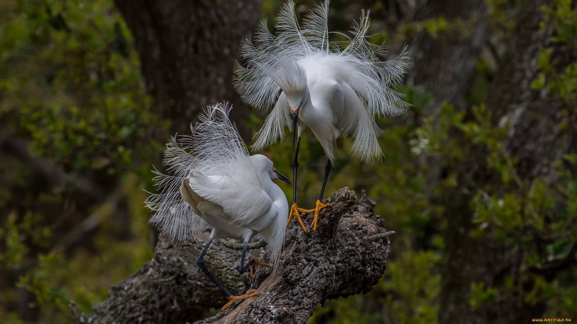 животные, цапли, , выпи, цапля, белая