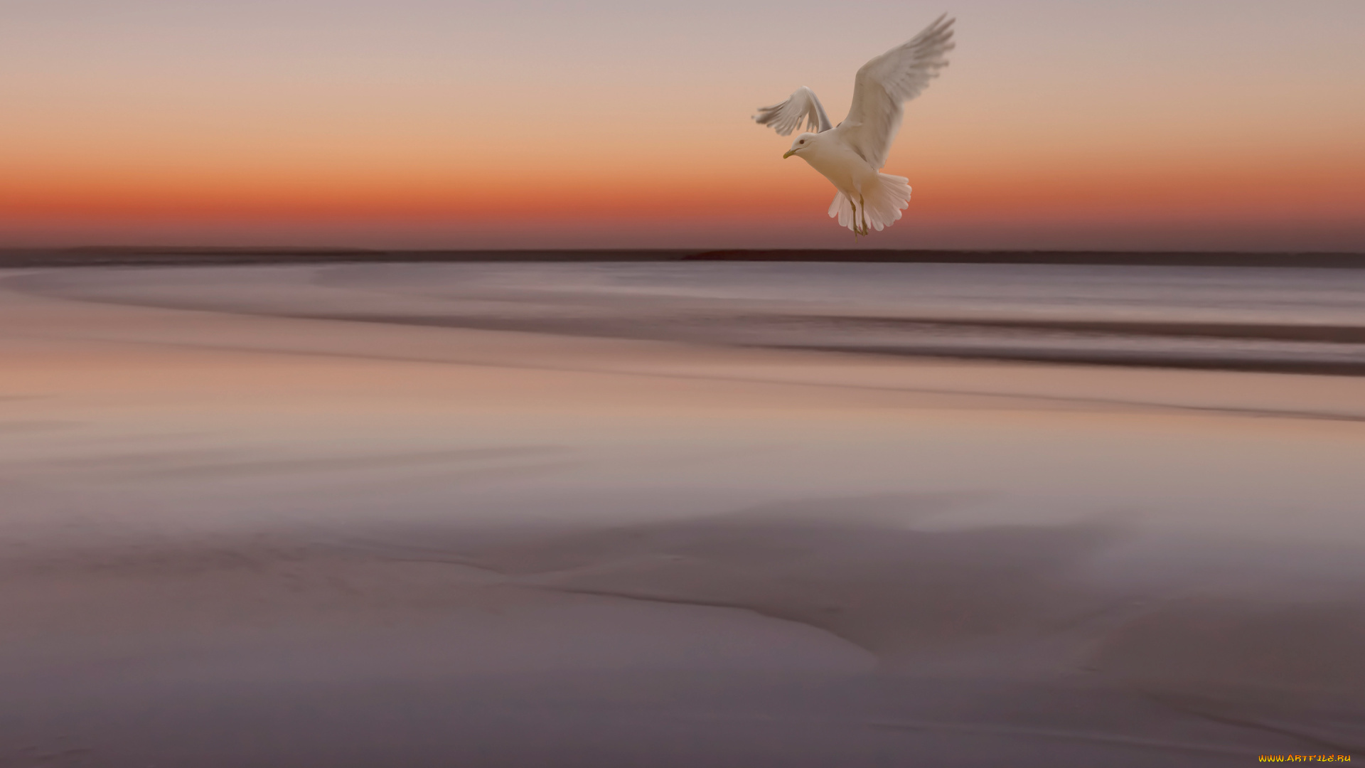 животные, Чайки, , бакланы, , крачки, чайка, птица, отлив, море, закат, небо