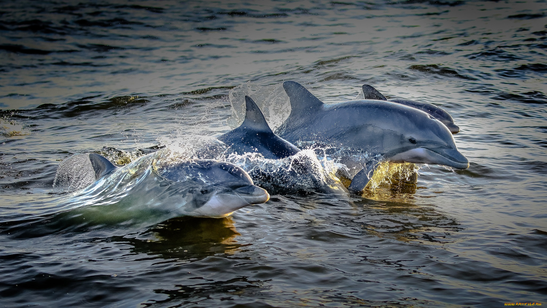 животные, дельфины, дельфин, океан