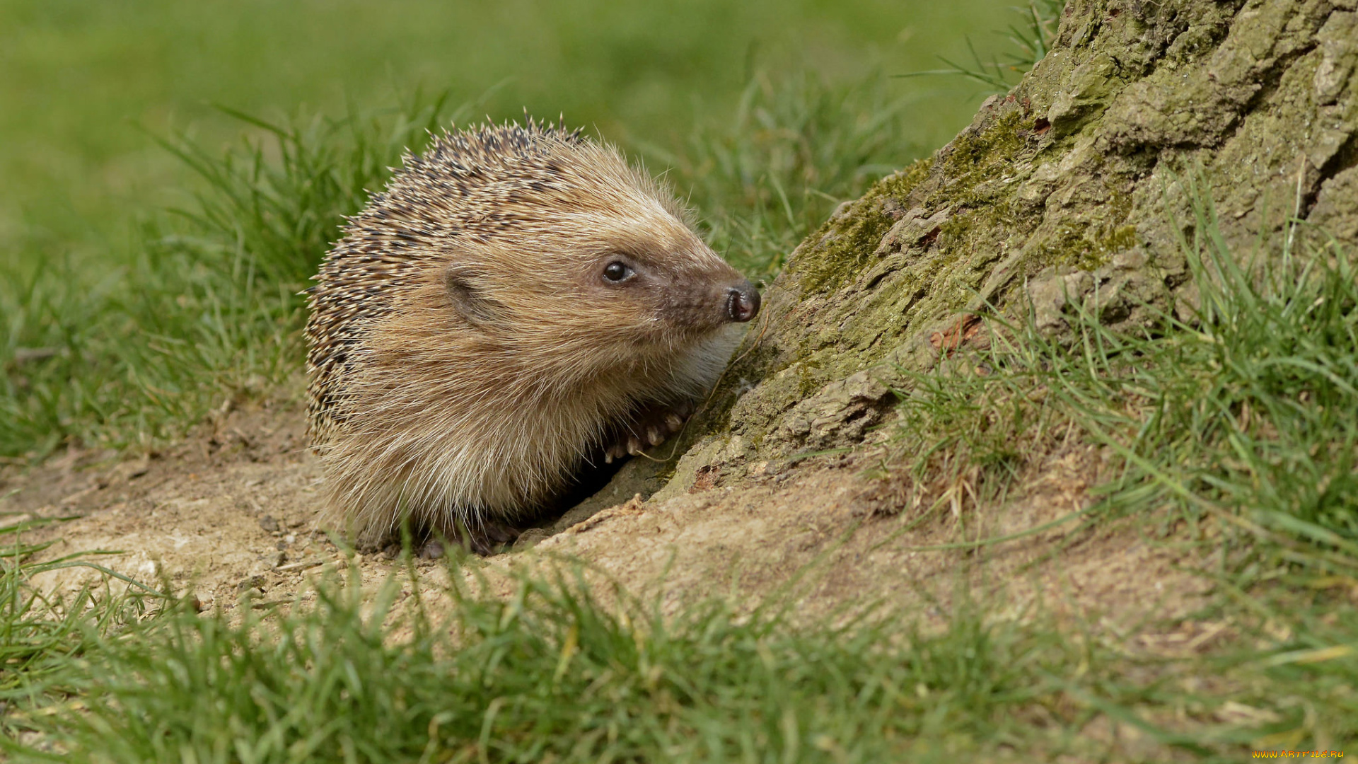 животные, ежи, ежик