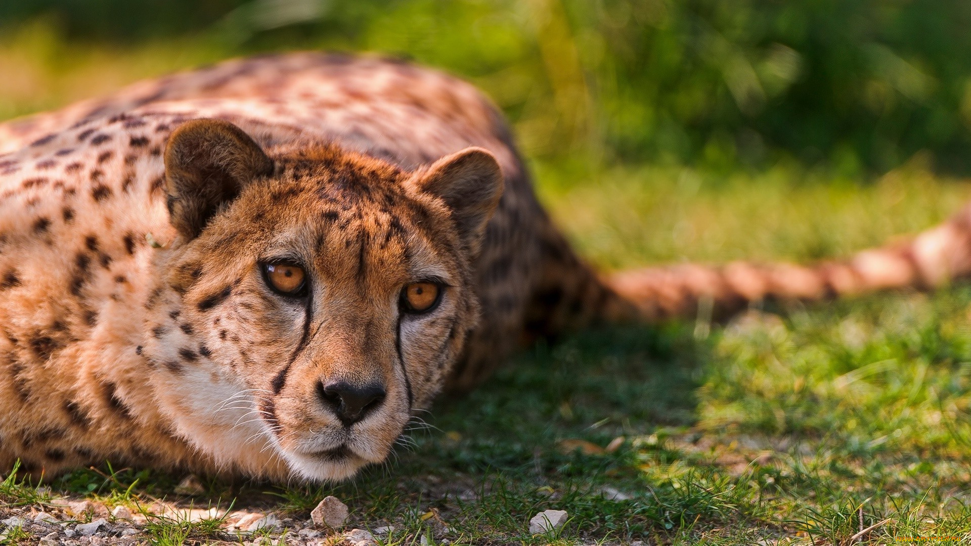 животные, гепарды, внимание, гепард, трава, камни