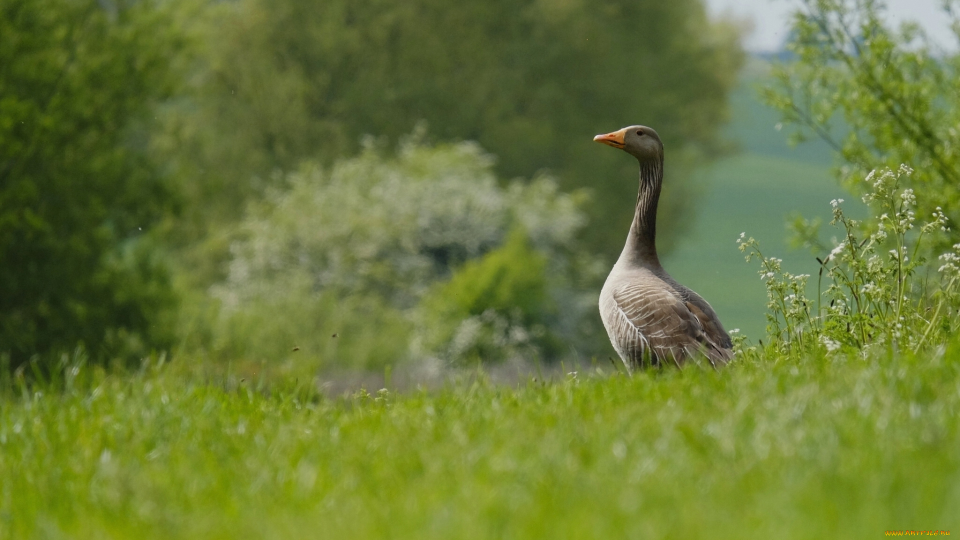 животные, гуси, цветы, луг, трава, лето, природа, важный, птица, гусь