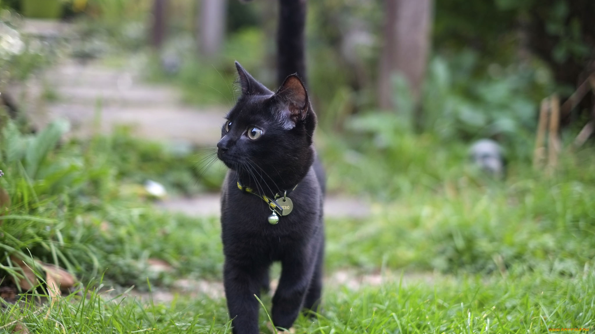 животные, коты, кот