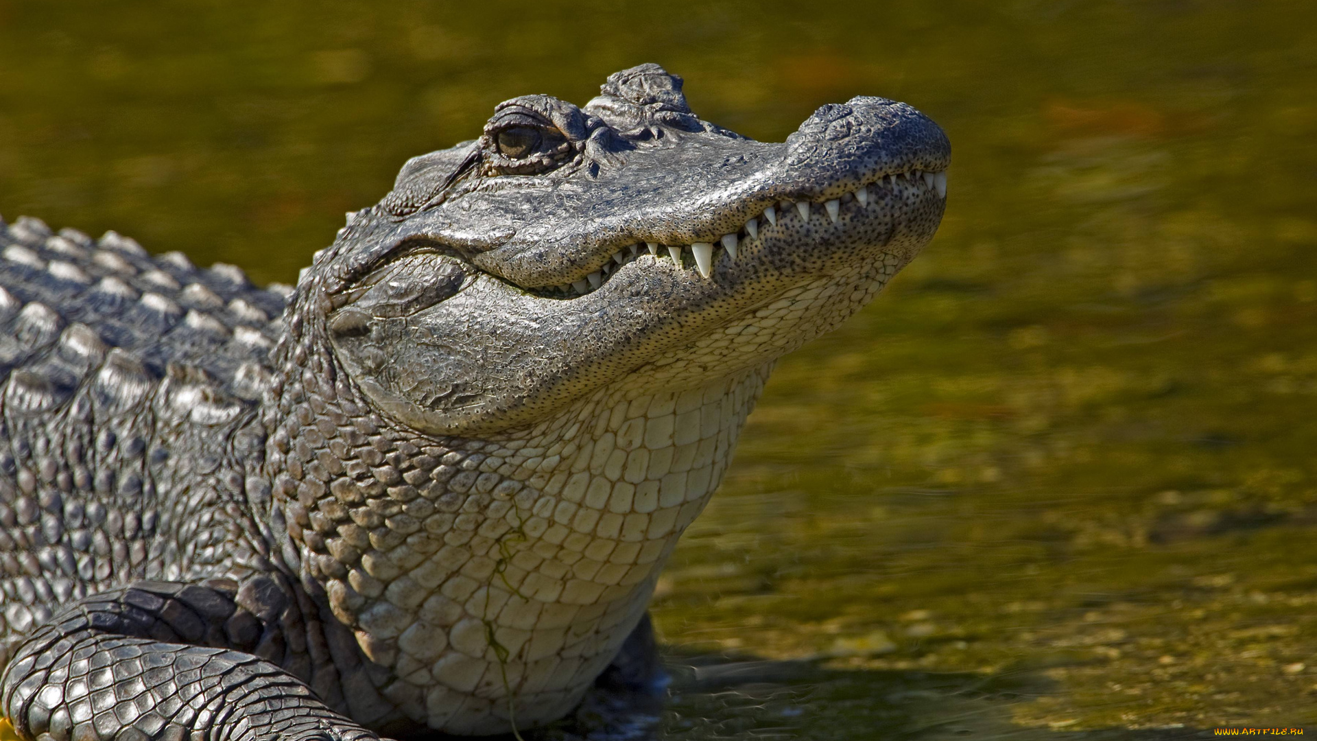 животные, крокодилы, хищник, крокодил, алигатор