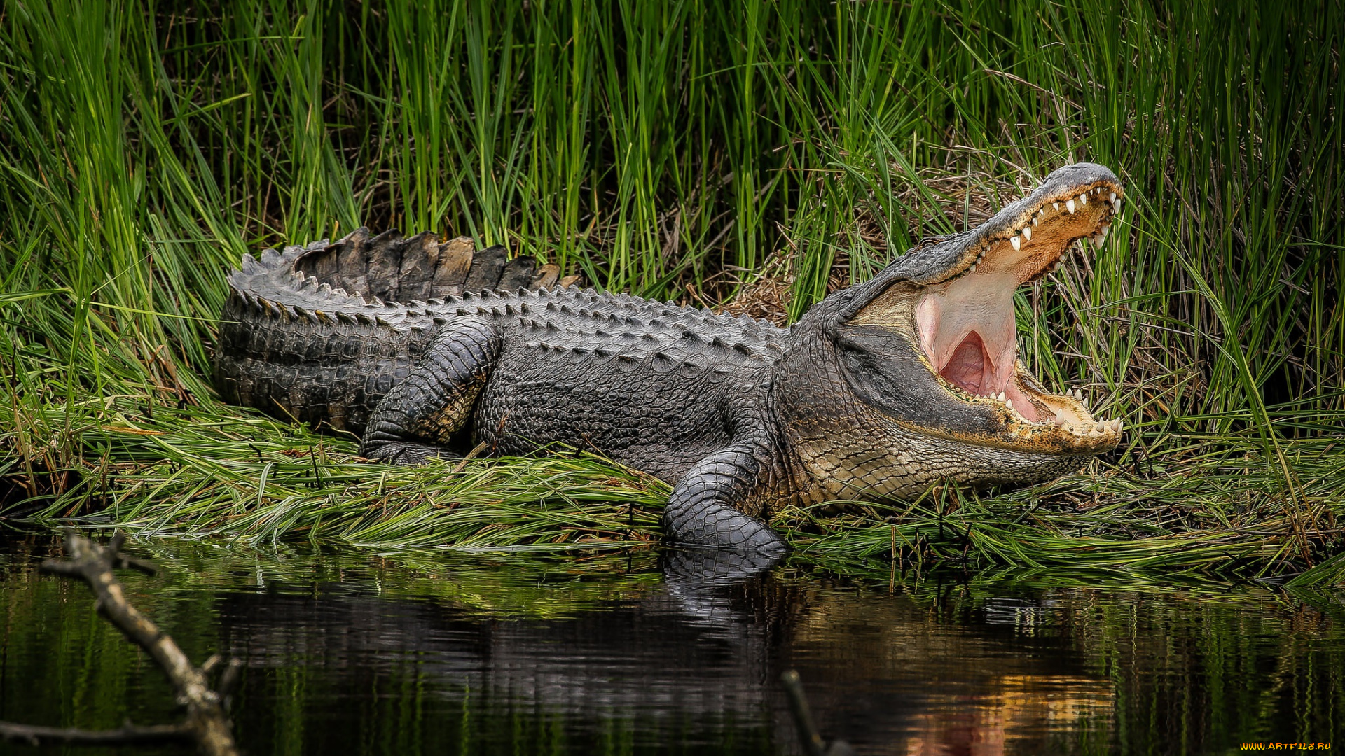 животные, крокодилы, крокодил