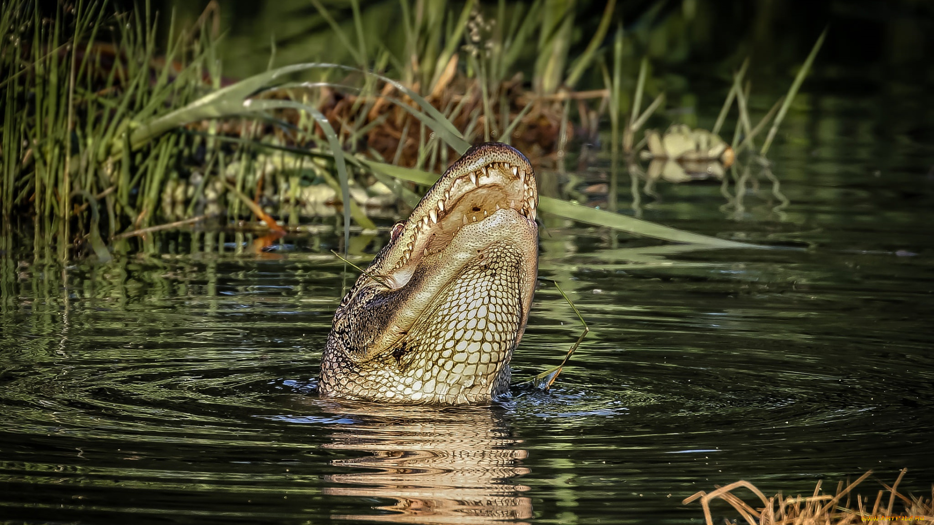 животные, крокодилы, крокодил