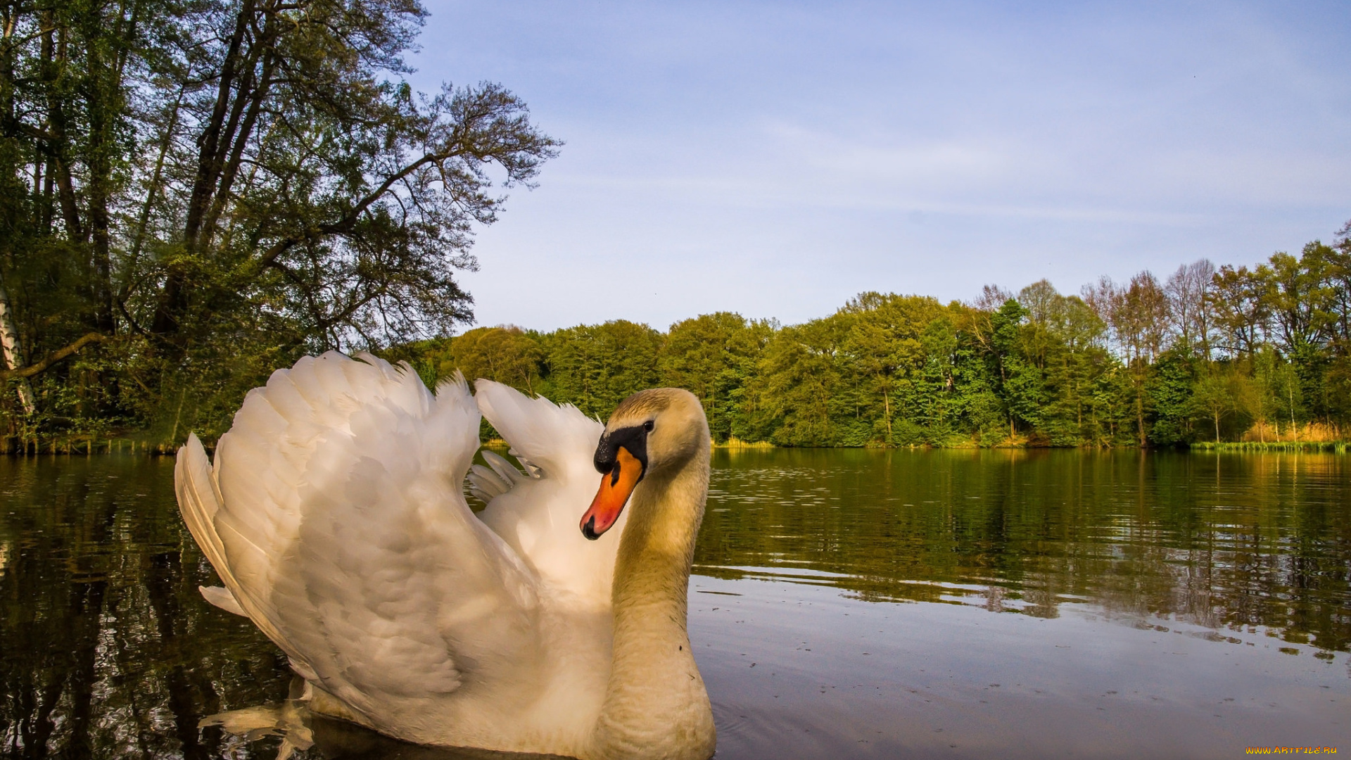 животные, лебеди, лебедь