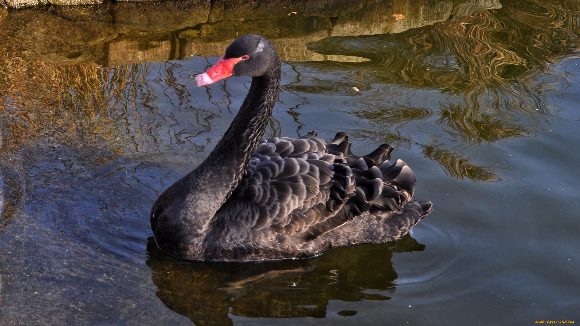животные, лебеди, лебедь, черный