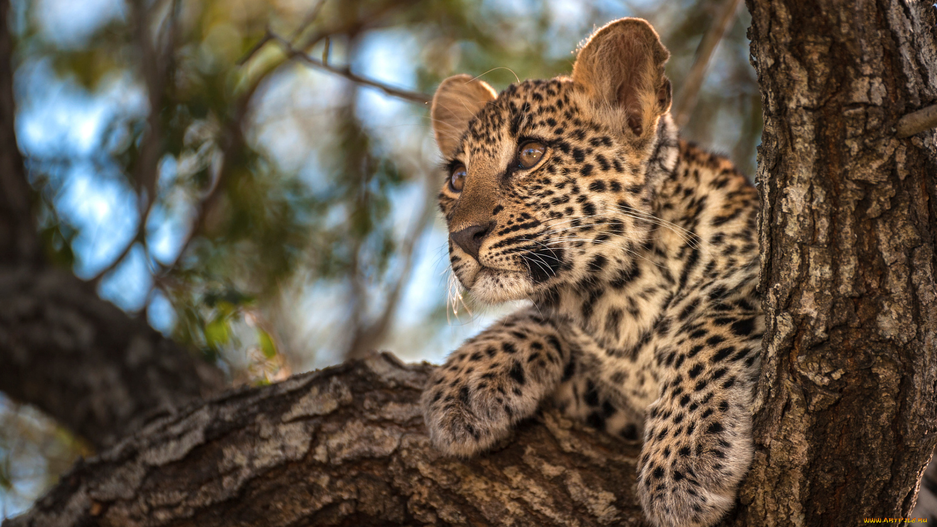 животные, леопарды, фон, листва, деревья, леопард, маленький, боке