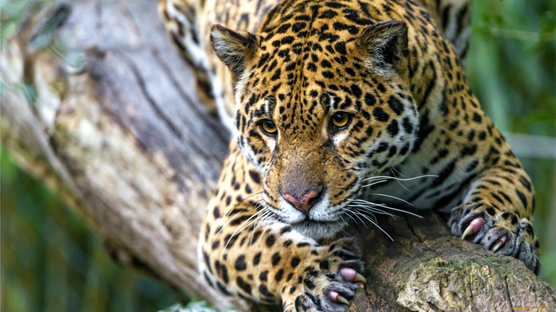 животные, леопарды, когти, морда, ягуар, пятна, хищник