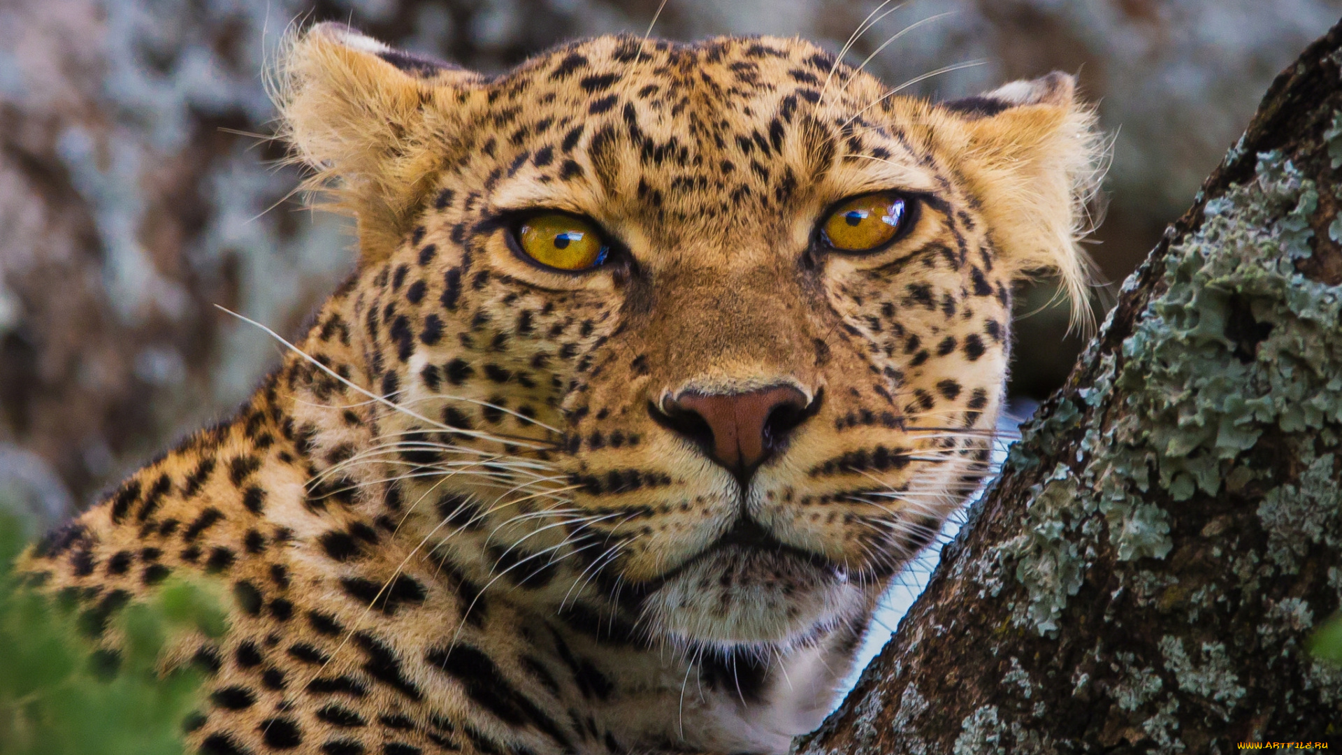 животные, леопарды, леопард