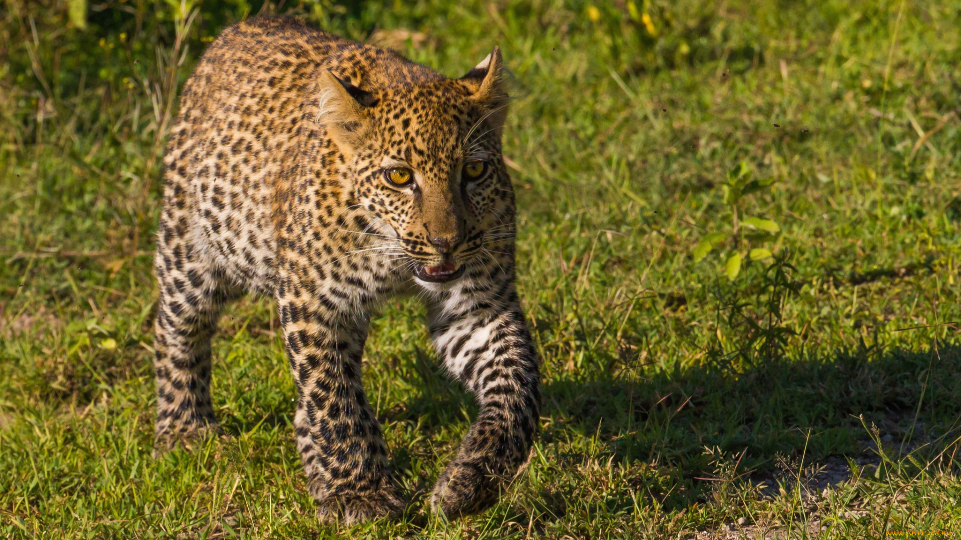 животные, леопарды, леопард