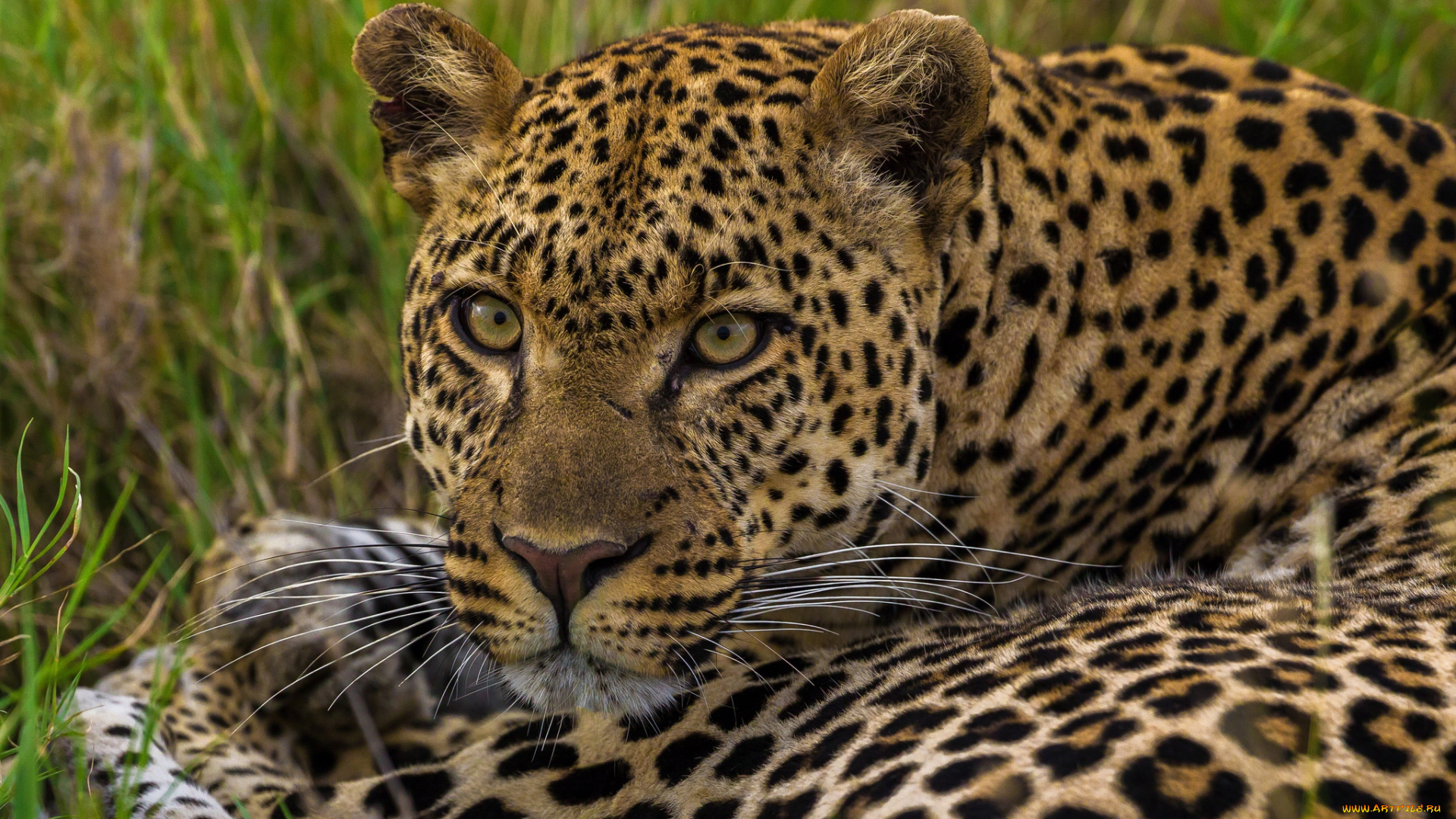 животные, леопарды, ягуар