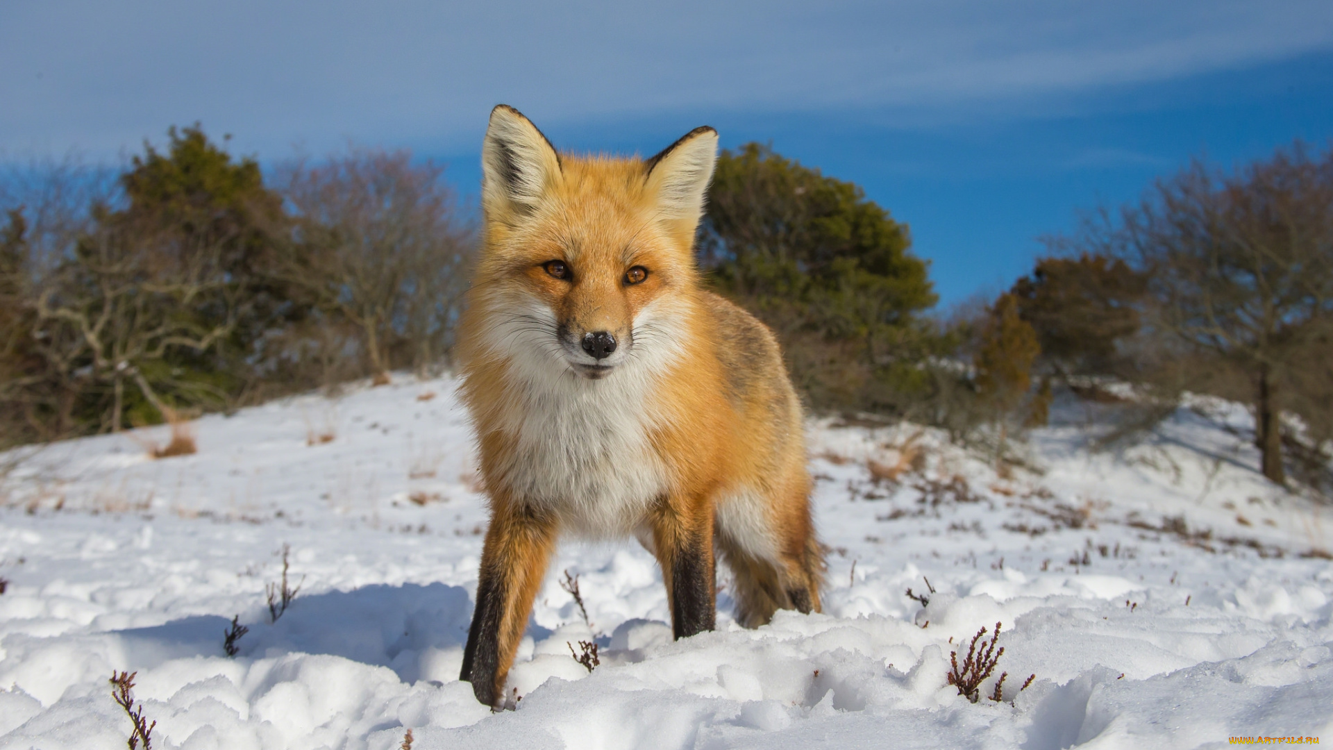 животные, лисы, лисичка