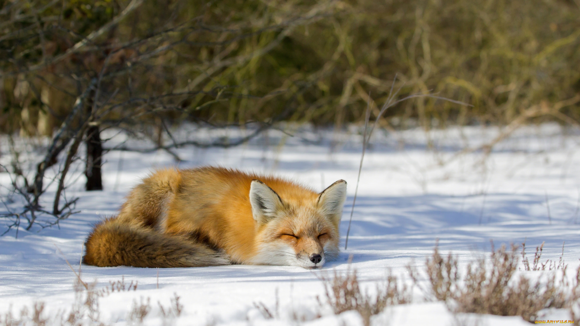 животные, лисы, лисичка