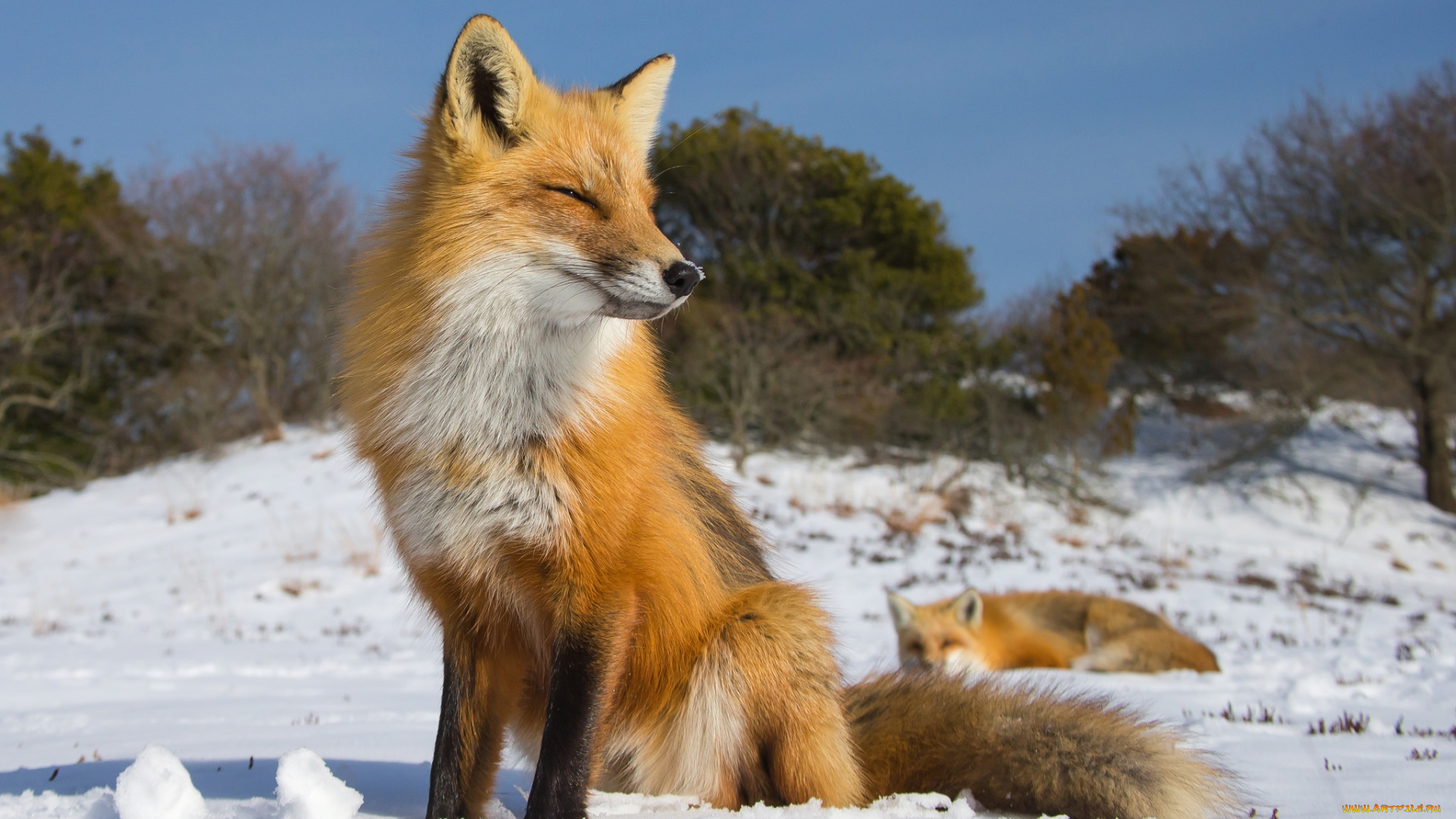 животные, лисы, лисичка