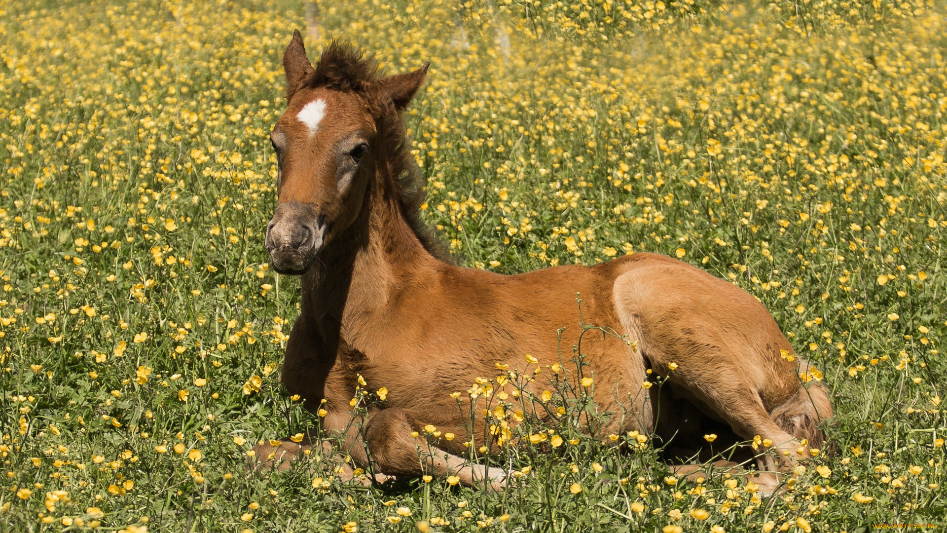 животные, лошади, лошадка