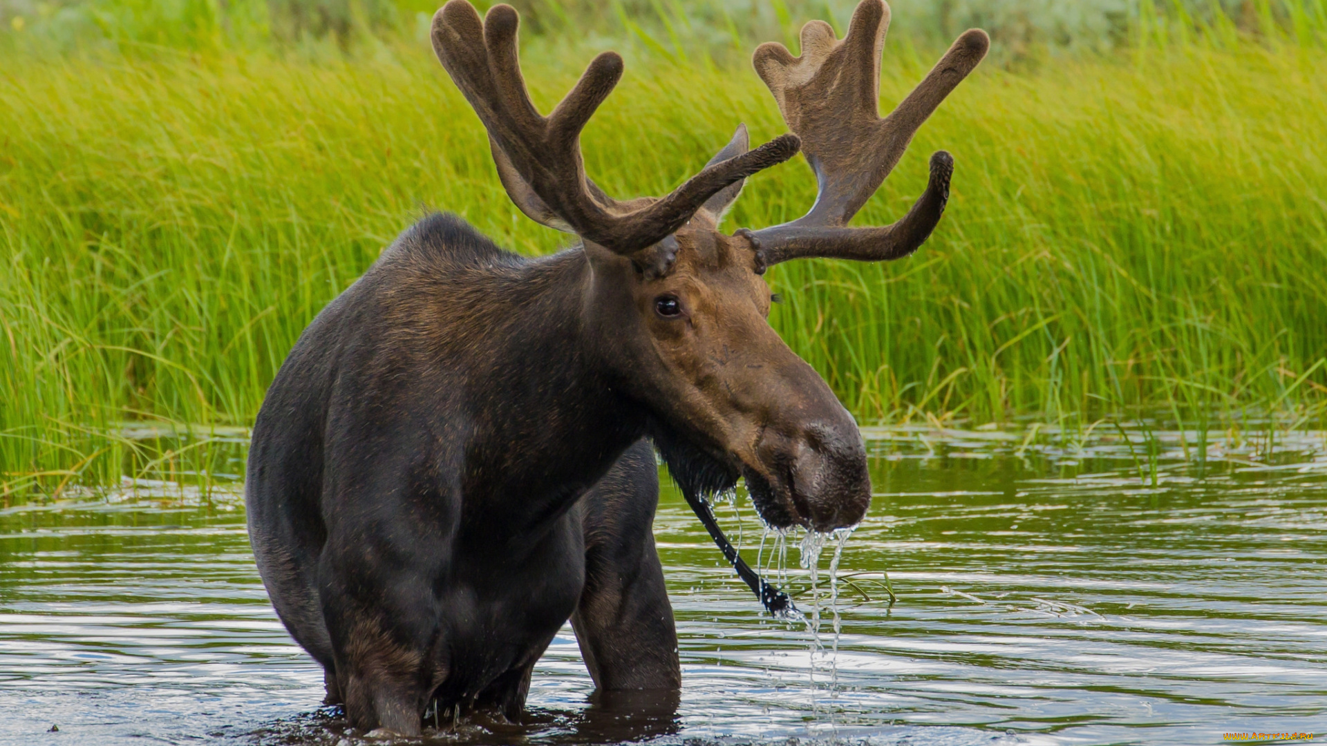 животные, лоси, сохатый