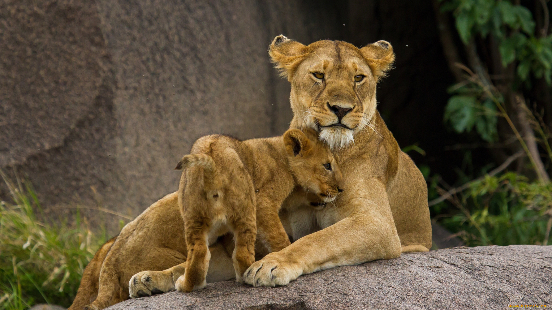животные, львы, детеныш, львица
