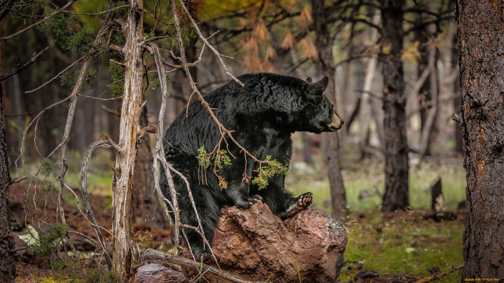 животные, медведи, лес, барибал, чёрный, медведь