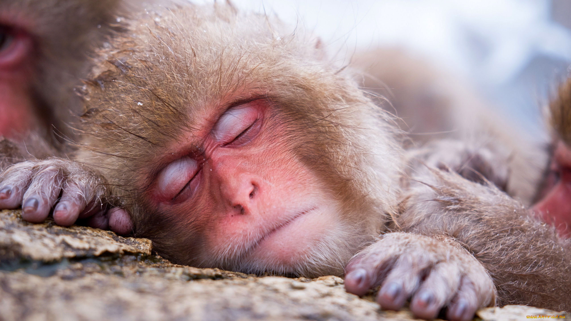 животные, обезьяны, обезьяна, макака, сон