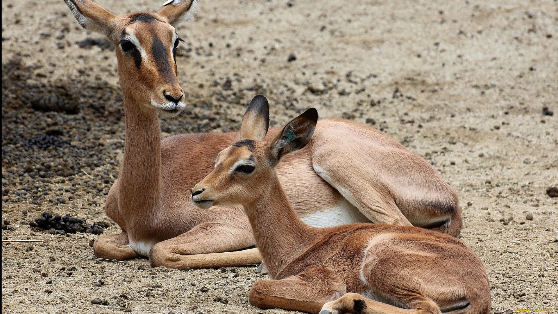 животные, олени