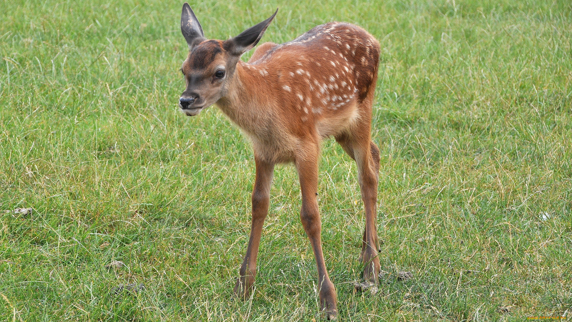 животные, олени, олененок