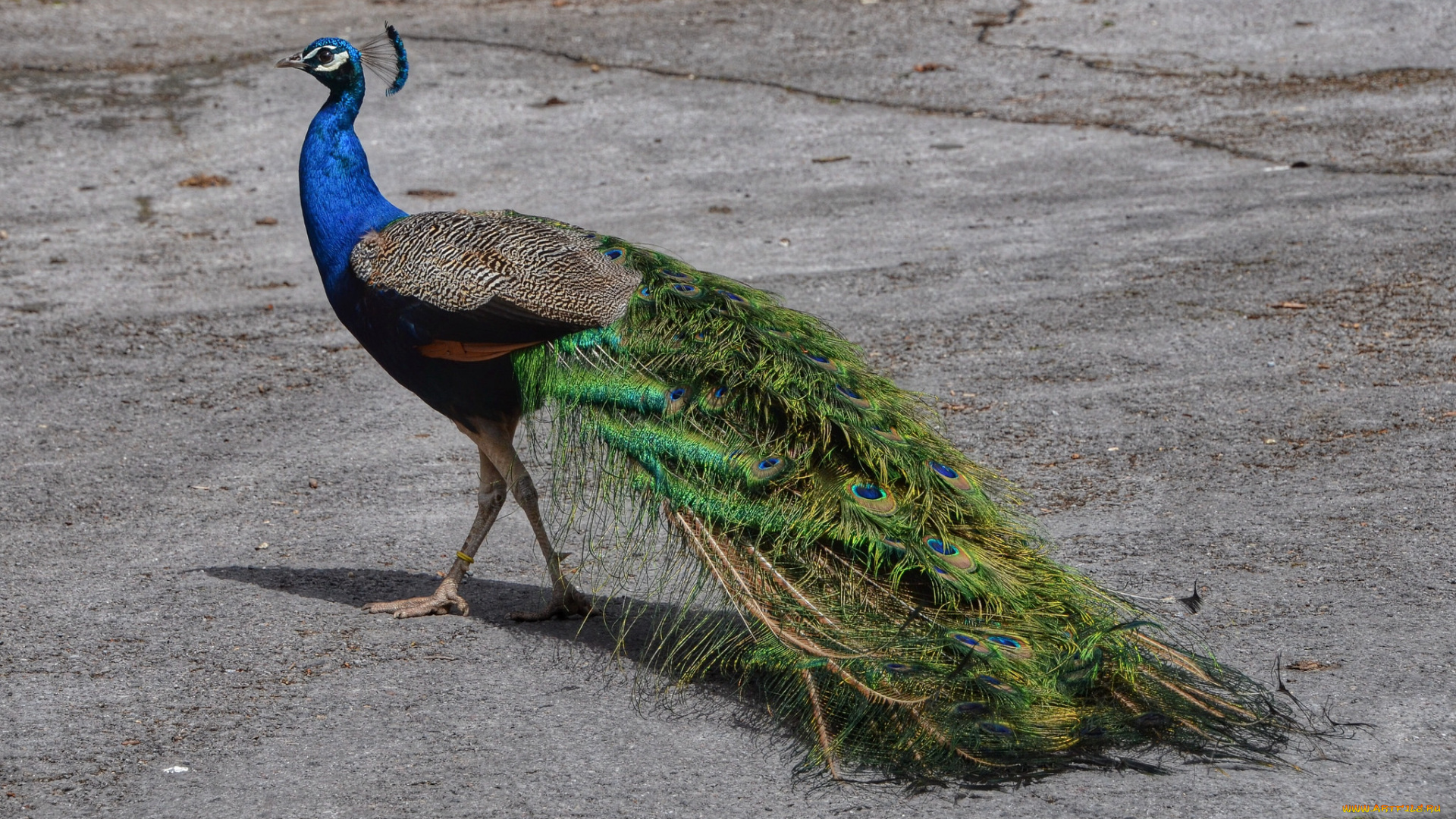 животные, павлины, павлин