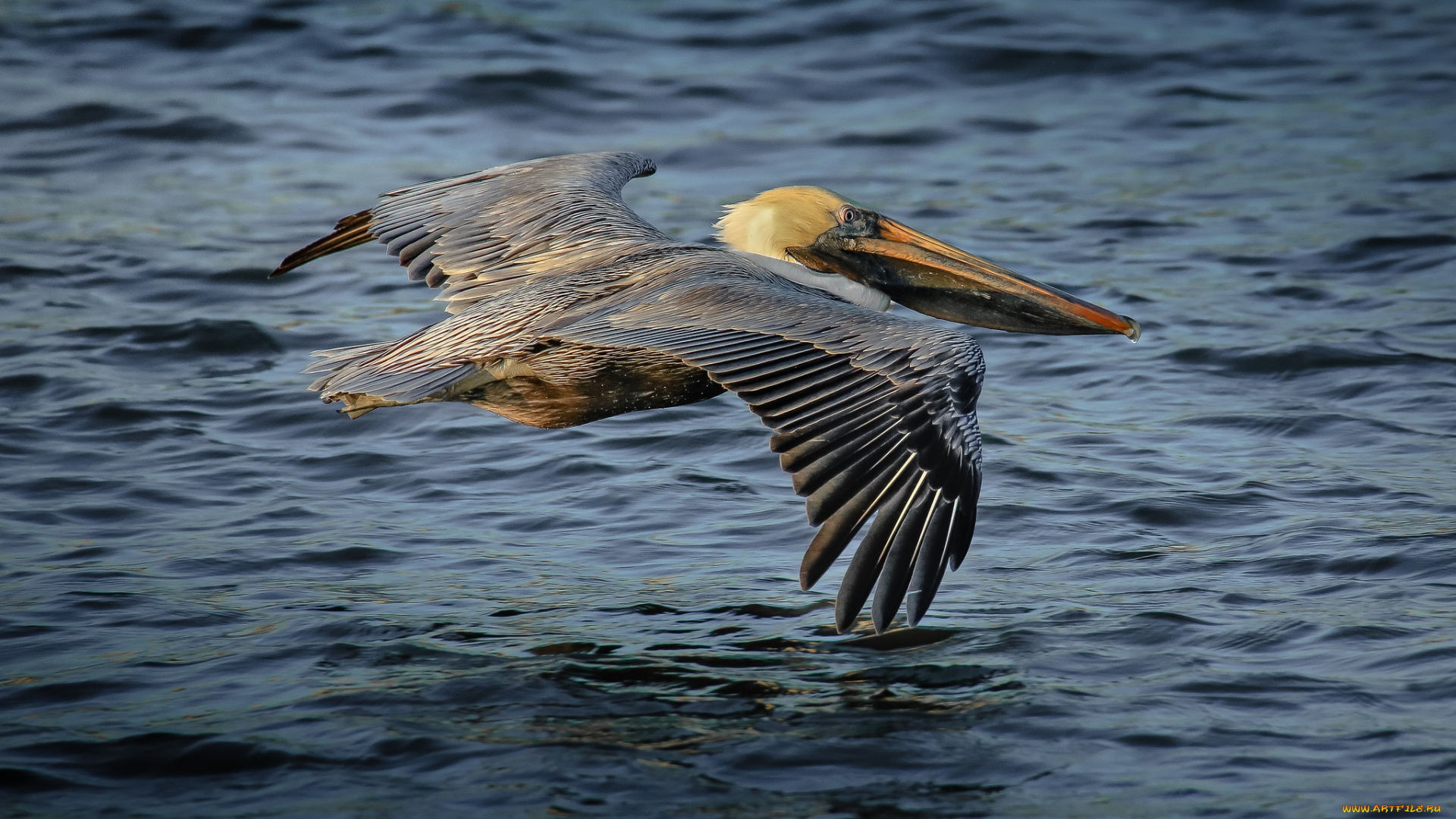 животные, пеликаны, пеликан