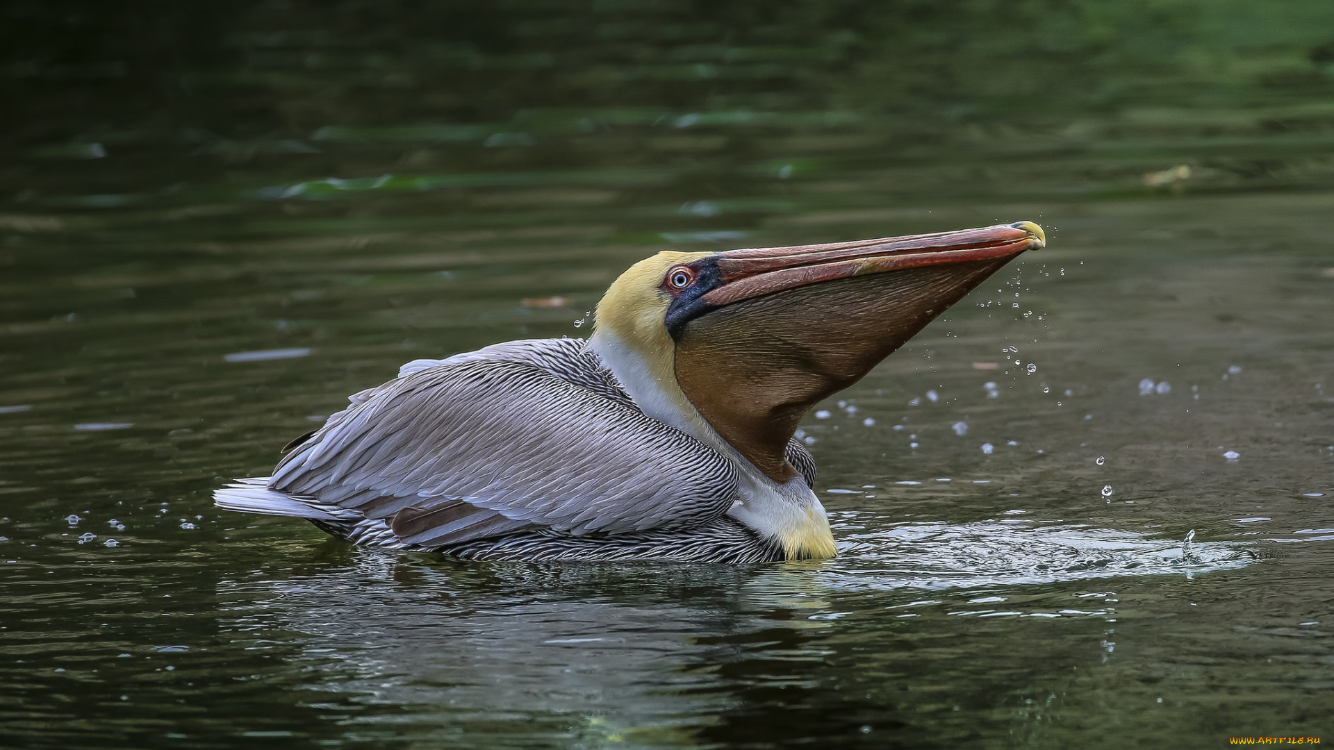 животные, пеликаны, пеликан