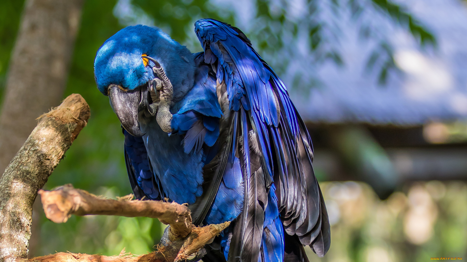 животные, попугаи, попугай