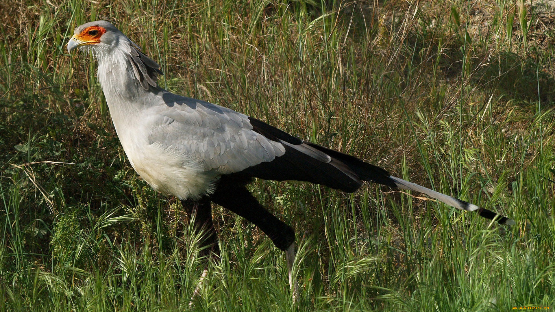 животные, птицы, -, хищники, хищник