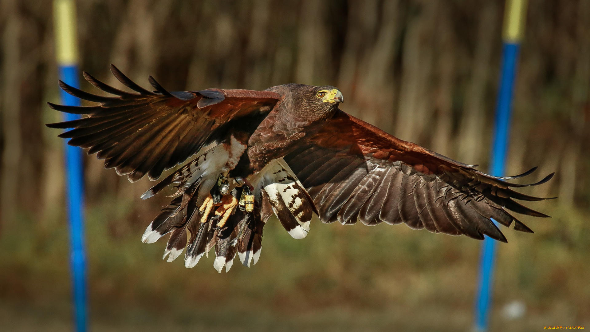 животные, птицы, -, хищники, орел