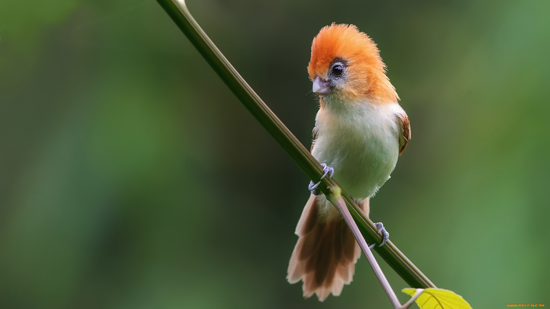 животные, птицы, chleuasicus, atrosuperciliaris, толстоклювая, синица, птица, ветка