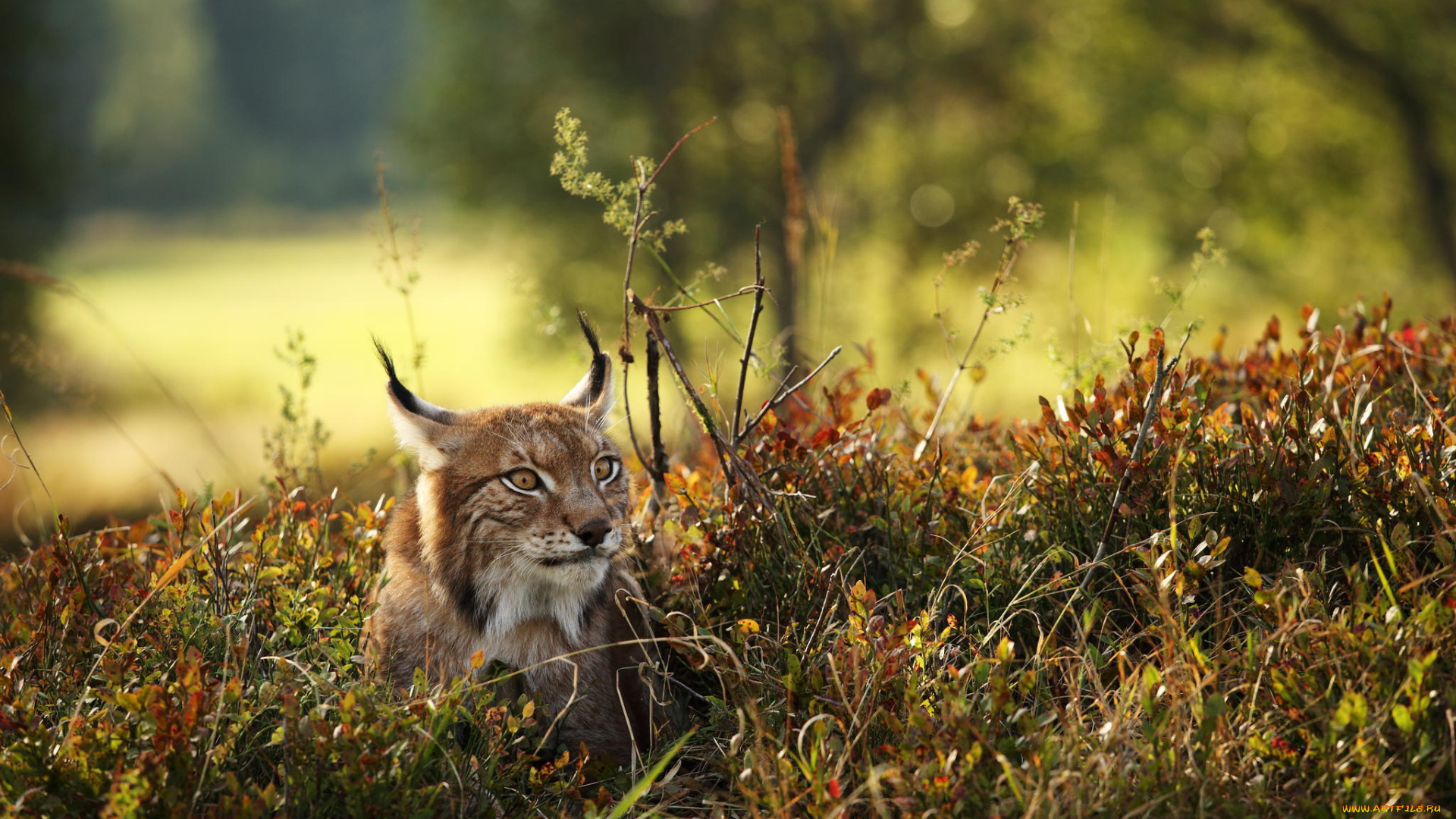 животные, рыси, лес, осень, рысь, природа, хищник