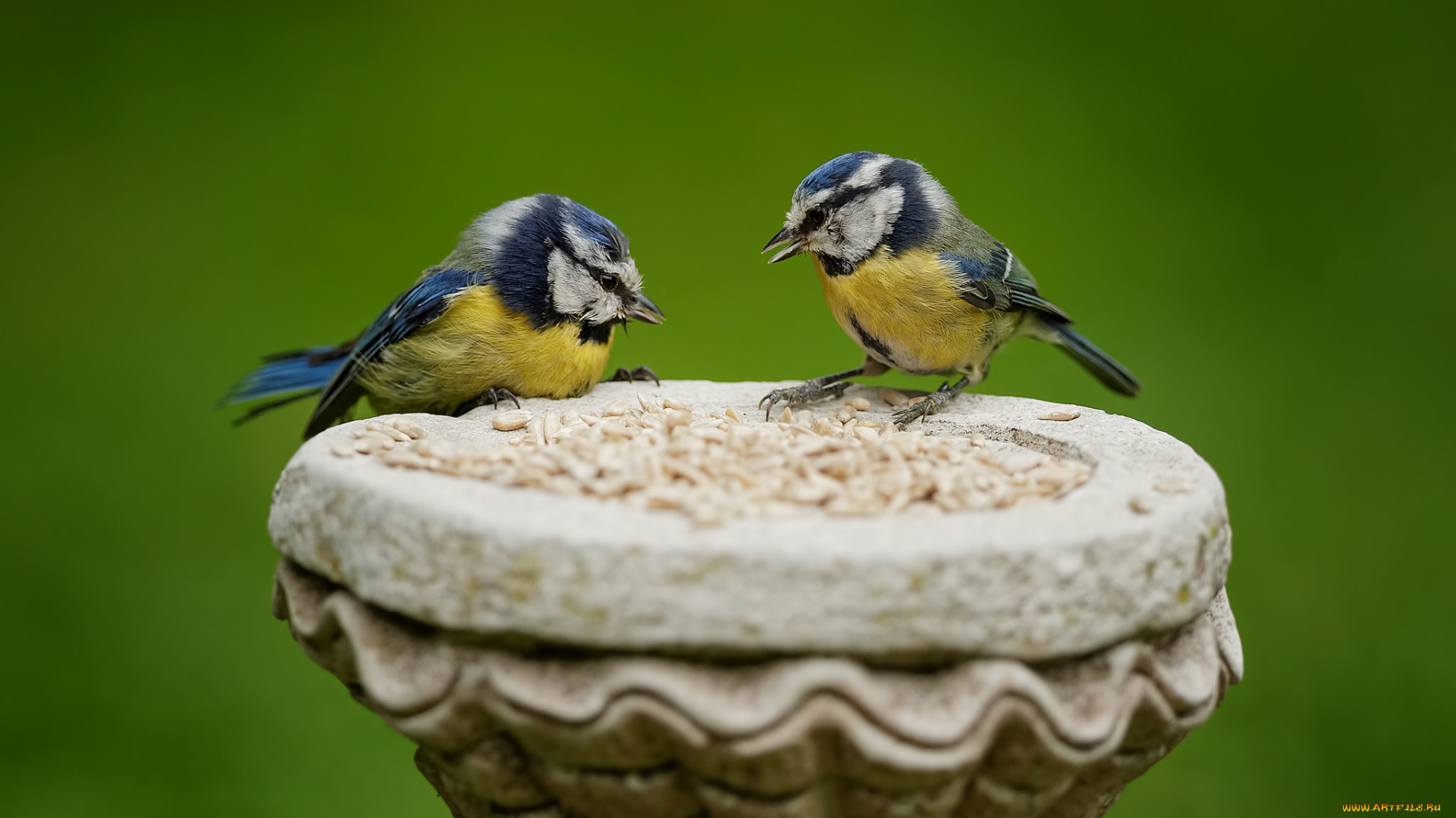 животные, синицы, , лазоревки, синички